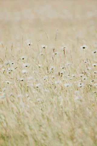 Fields 2
