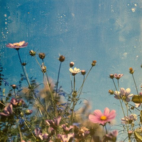 Cosmos